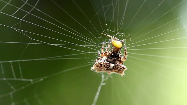 蜘蛛吃猎物视频素材