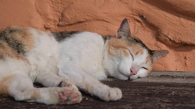 可爱的小猫睡在地上。视频素材