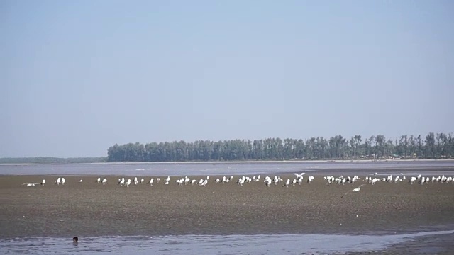 鸟儿在海上飞翔视频下载