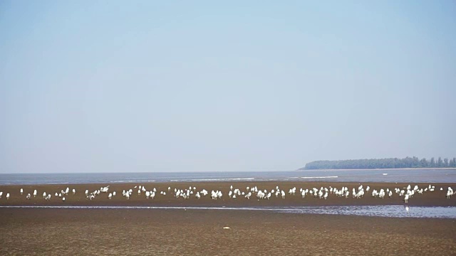 日落时，海浪袭来，一只鸟站在海滩上视频下载