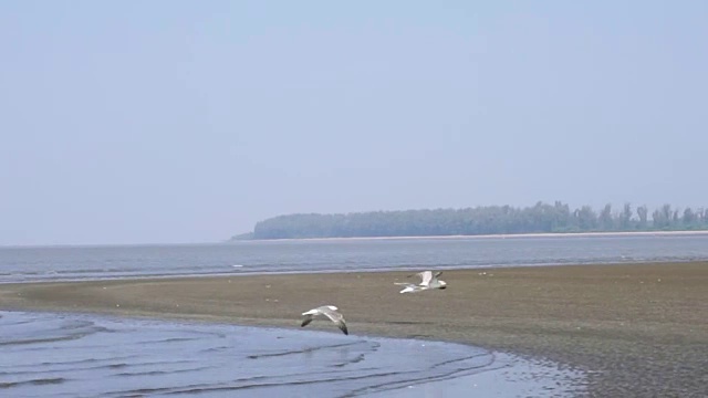 鸟儿在海上飞翔视频素材