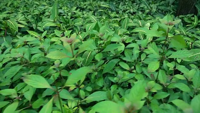 热带雨林;植物群落视频素材