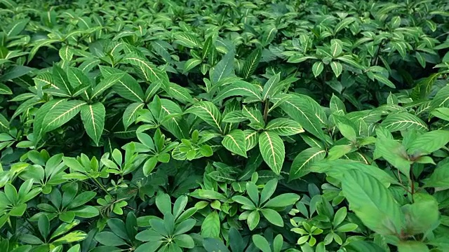 热带雨林;植物群落视频素材