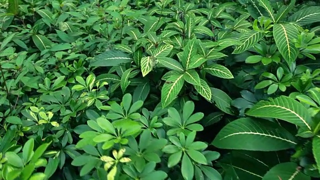 热带雨林;植物群落视频素材