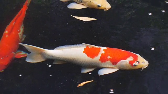 锦鲤，花式鲤鱼在水面上游泳视频素材