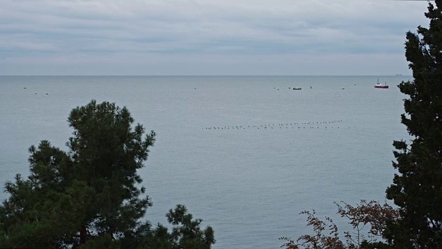 看海，船飞鸟视频素材