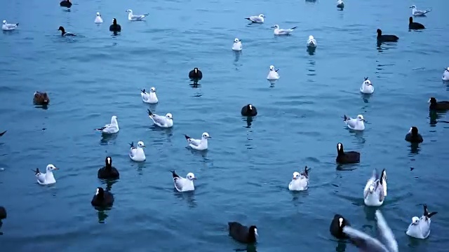 一群鸟在海边漂浮和飞翔视频素材