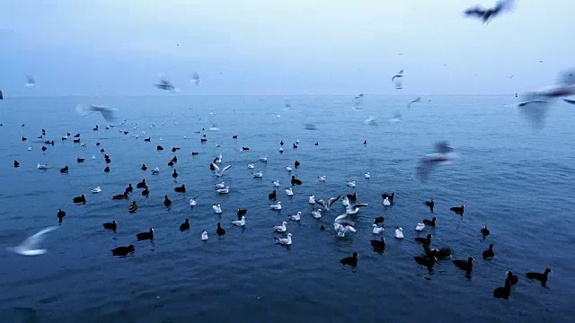 一群鸟在海边漂浮和飞翔视频素材