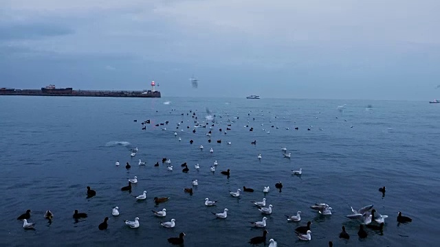 一群鸟在海边漂浮和飞翔视频素材