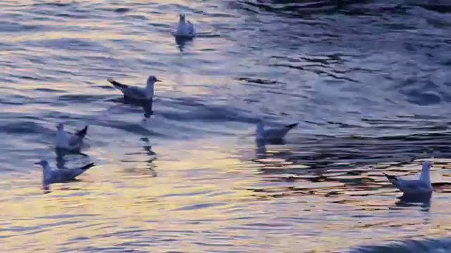 一群鸟在海边漂浮和飞翔视频素材