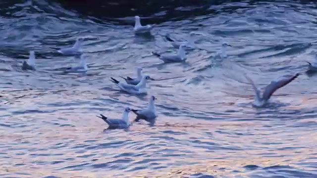 日出时，一群鸟在海岸上漂浮和飞翔视频素材