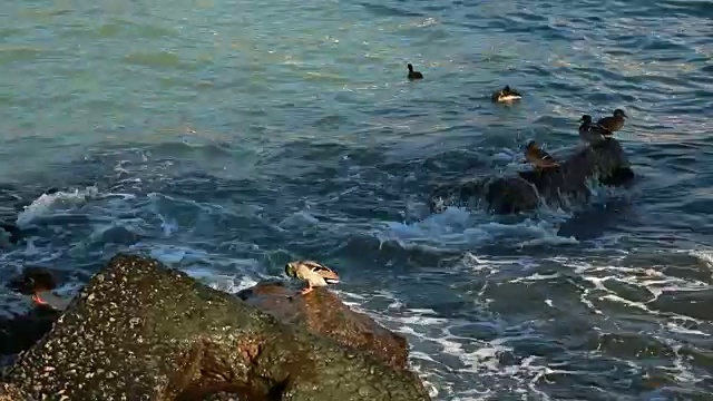 海浪拍击时，鸟在岩石上视频素材