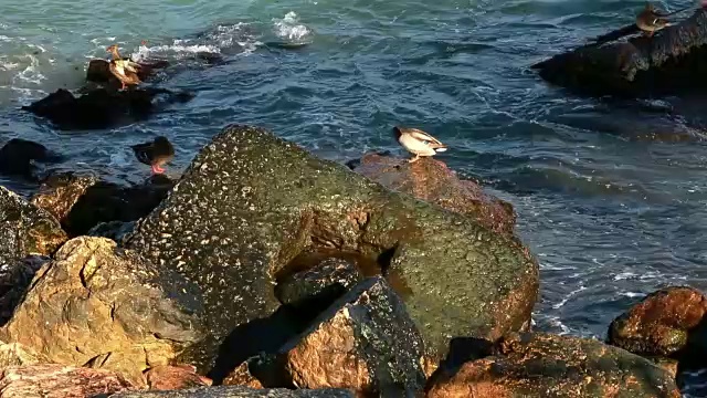 海浪拍击时，鸟在岩石上视频素材