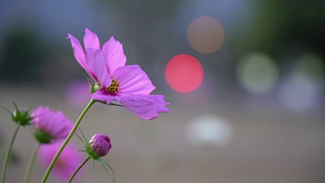 花视频素材