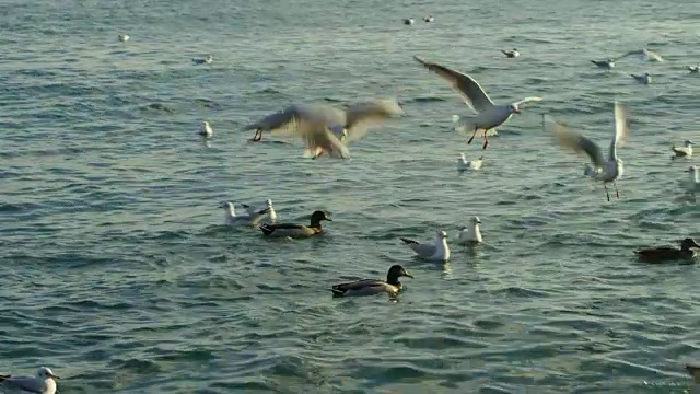 一群鸟在海边漂浮和飞翔视频素材