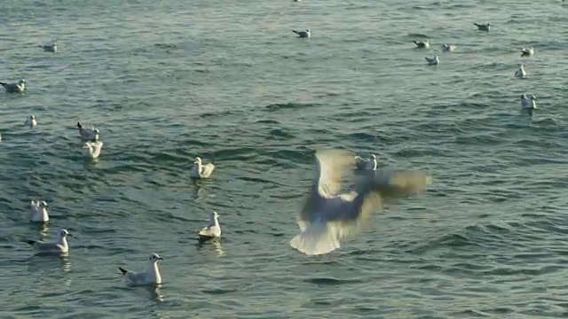 一群鸟在海边漂浮和飞翔视频素材