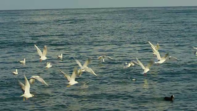 一群鸟在海边漂浮和飞翔视频素材