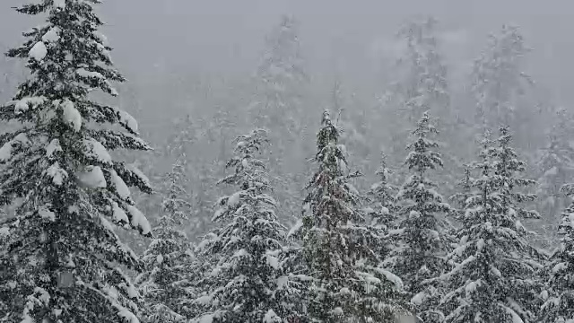 雪覆盖的树木视频素材