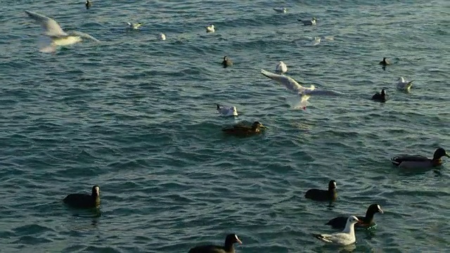 一群鸟在海边漂浮和飞翔视频素材