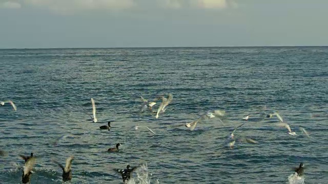 一群鸟在海边漂浮和飞翔视频素材