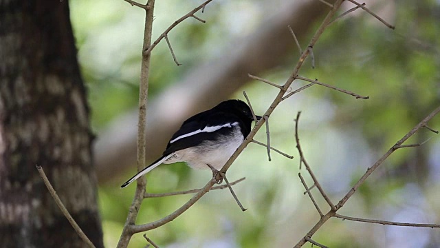 东方喜鹊(Copsychus saularis)在公园树上。视频素材