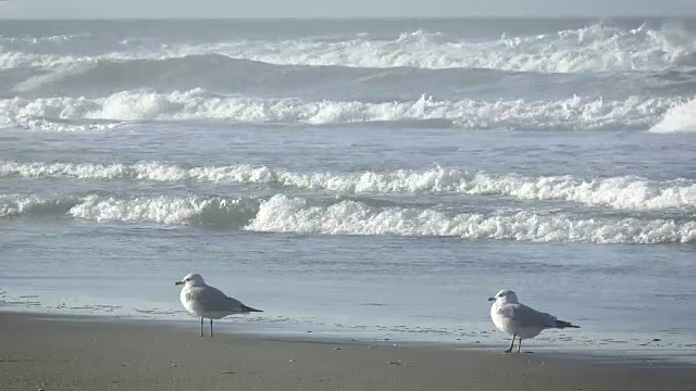 一对海鸥视频素材