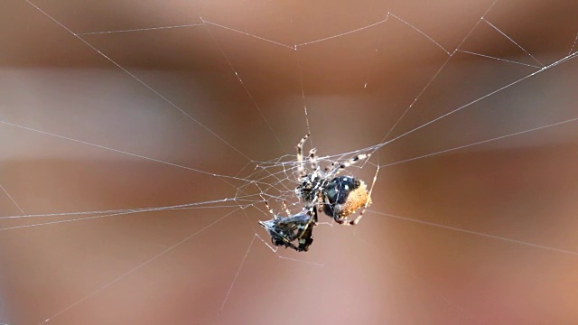 蜘蛛和猎物，由昆虫学家观察视频素材