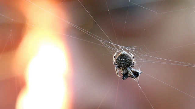 蜘蛛和猎物，由昆虫学家观察视频素材