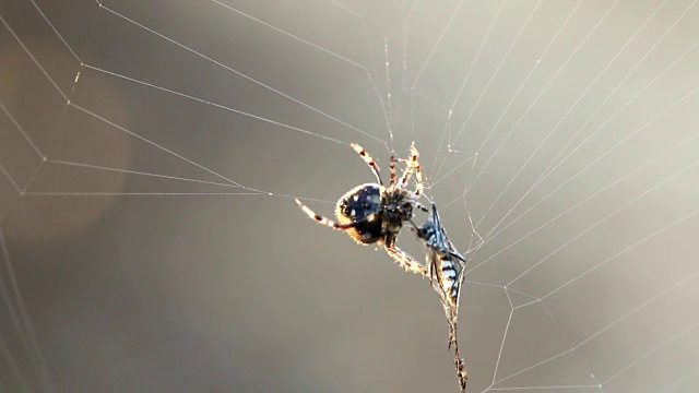 蜘蛛和猎物视频素材