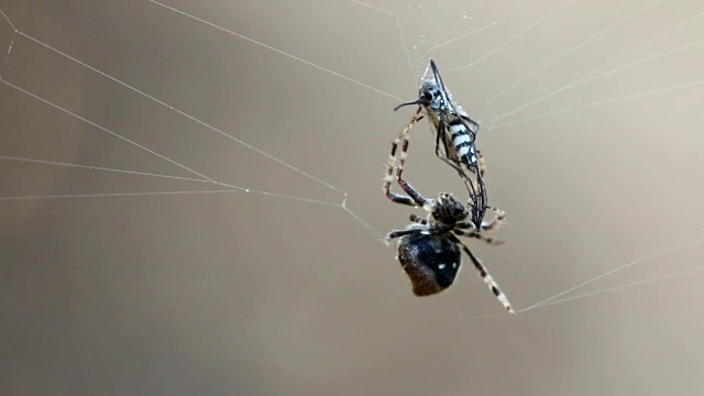 蜘蛛和猎物视频素材