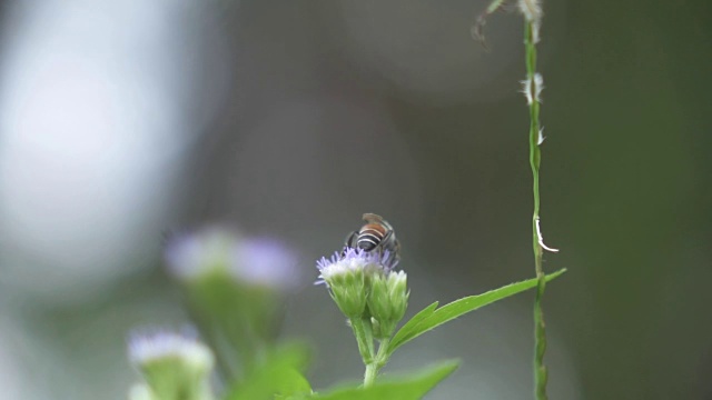 蜜蜂的飞行视频素材