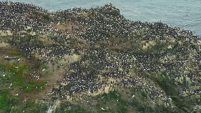 阿拉斯加普通的Murre殖民地视频素材