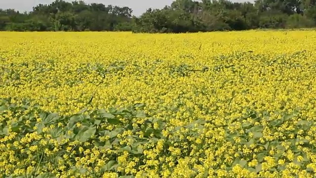 油菜籽领域视频素材