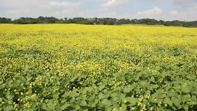 油菜籽领域视频素材