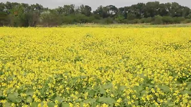 油菜籽领域视频素材