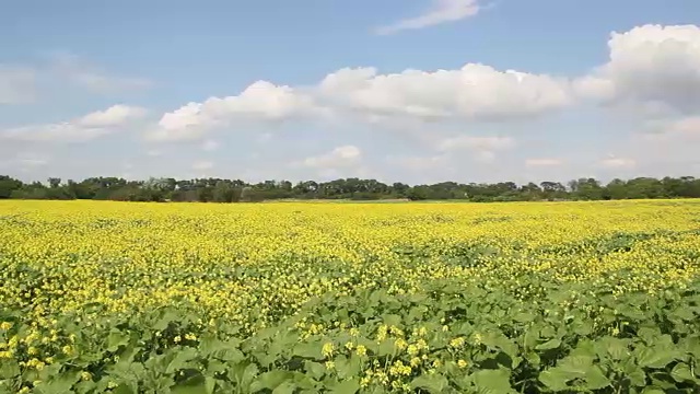 油菜籽领域视频素材