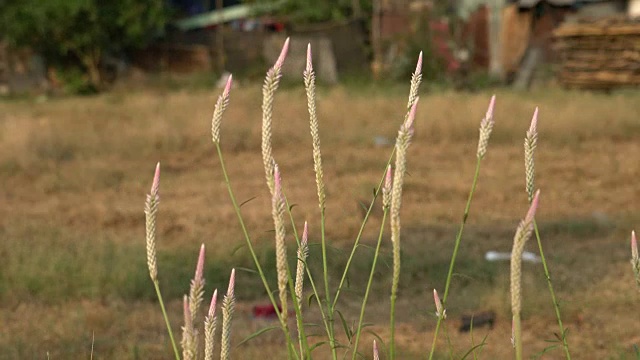 夕阳下的草地视频下载