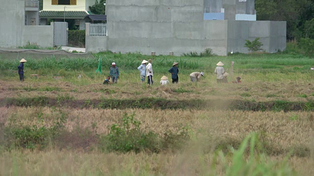 越南农村的大米收割视频下载