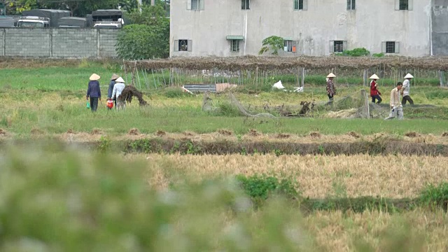 越南农村的大米收割视频下载