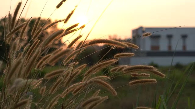 夕阳下的草地视频下载