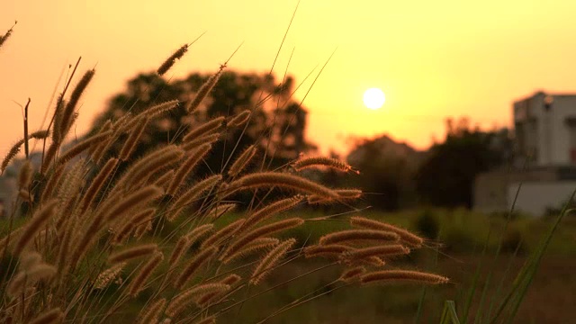 夕阳下的草地视频下载