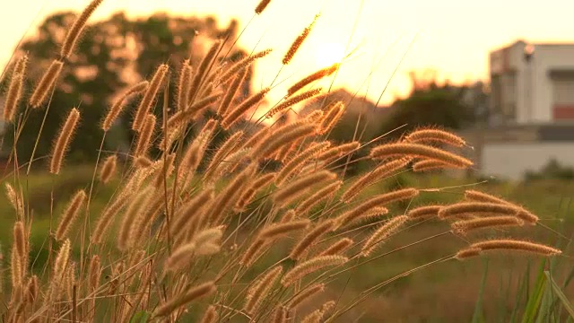 夕阳下的草地视频下载