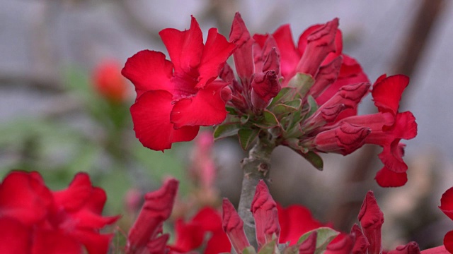 红赤素馨花视频下载