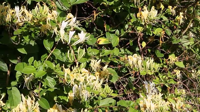 观赏植物日本金银花视频素材