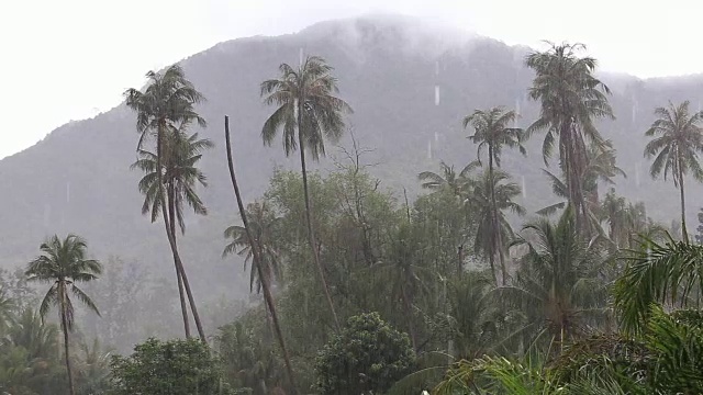 泰国帕岸岛，热带风和雨落在棕榈树上视频素材