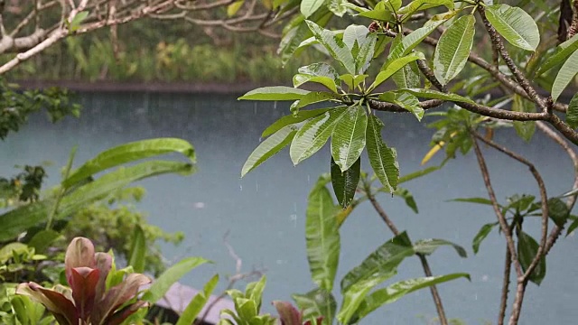 在印度尼西亚，夏日的雨水落在带有热带树木的游泳池上视频素材