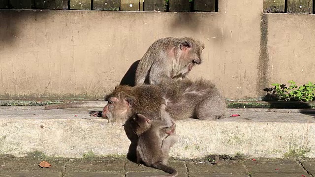 印度尼西亚巴厘岛乌布神圣猴林中的猴子一家视频素材