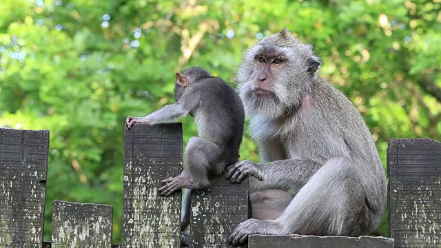 印度尼西亚巴厘岛乌布神圣猴林中的猴子一家视频素材