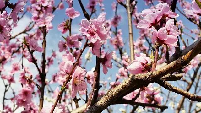 春树百花开4k视频素材