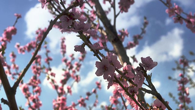 春树百花开4k视频素材